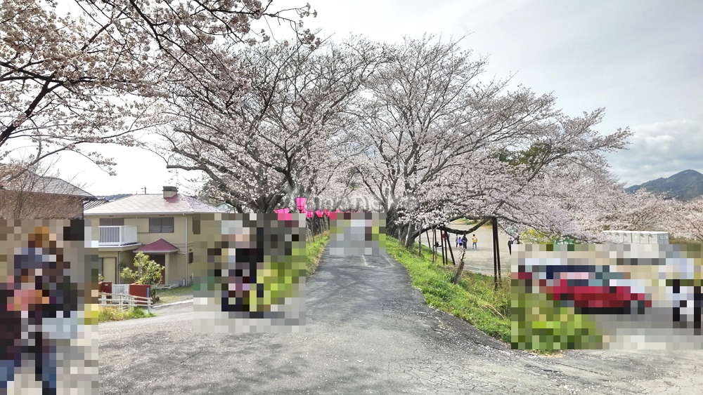 瀬戸川　金比羅山の桜2022年3月30日